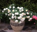 Литл Вайт Little White (Honeymilk ) — изображение 4