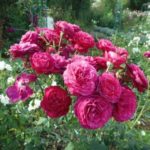 Иоганн Вольфганг фон Гете Johann Wolfgang von Goethe Rose — изображение 2