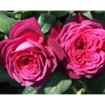 Иоганн Вольфганг фон Гете Johann Wolfgang von Goethe Rose — изображение 3