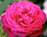 Иоганн Вольфганг фон Гете Johann Wolfgang von Goethe Rose