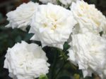 Литл Вайт Little White (Honeymilk )