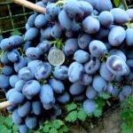 Гала — изображение 3
