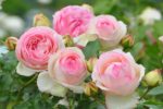 Пьер де Ронсар Pierre de Ronsard (Eden Rose)