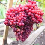 Велес — изображение 3