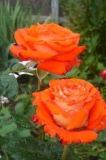 Верано Verano — изображение 3
