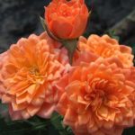 Нинетта Ninetta