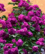 Блю Маджента Bleu Magenta — изображение 2