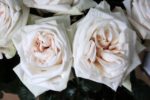 Вайт Охара White O'Hara — изображение 2