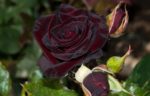 Черная королева Black Queen — изображение 2