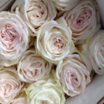 Вайт Охара White O'Hara — изображение 4