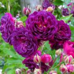Блю Маджента Bleu Magenta — изображение 3