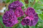 Блю Маджента Bleu Magenta