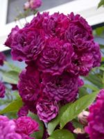 Блю Маджента Bleu Magenta — изображение 4