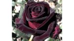 Черная королева Black Queen
