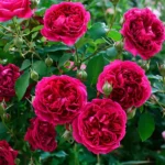 Уильям Шекспир William Shakespeare — изображение 4