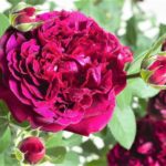 Уильям Шекспир William Shakespeare