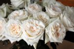 Вайт Охара White O'Hara — изображение 3