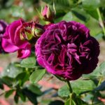 Пепл Лодж Purple Lodge