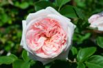 Клер Роуз Claire Rose