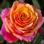 Черри Бренди Cherry Brandy — изображение 2