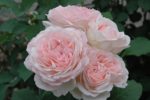 Клер Роуз Claire Rose — изображение 3