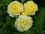 Тет д Ор Tete d'Or — изображение 2