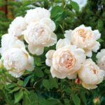 Волертон Олд Холл Wollerton Old Hall — изображение 4