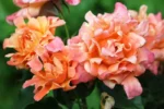 Раффлс Дрим Ruffles Dream