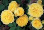 Тет д Ор Tete d'Or