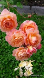 Роз де Жерберуа Rose de Gerberoy — изображение 3