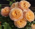 Роз де Жерберуа Rose de Gerberoy