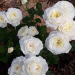 Пейшенс Patience — изображение 3